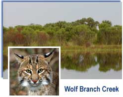 Wolf Branch Creek