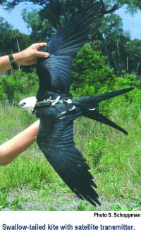 Swallow tailed kite with satellite transmitter