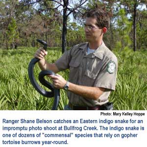 Ranger Shane Belson catches an Eastern indigo snake for an impromptu photo shoot at Bullfrog Creek. The indigo snake is one of dozens of commensal species that rely on gopher tortoise burrows year-round.