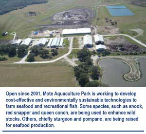 Open since 2001, Mote Aquaculture Park is working to develop cost-effective and environmentally sustainable technologies to farm seafood and recreational fish. Some species, such as snook, red snapper and queen conch, are being used to enhance wild stocks. Others, chiefly sturgeon and pompano, are being raised for seafood production.