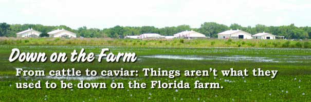 From cattle to caviar Things aren't what they used to be down on the Florida farm