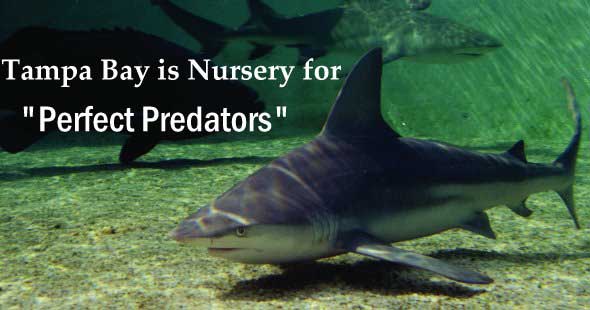 Tampa Bay is Nursery for Perfect Predators