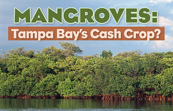 mangroves_1