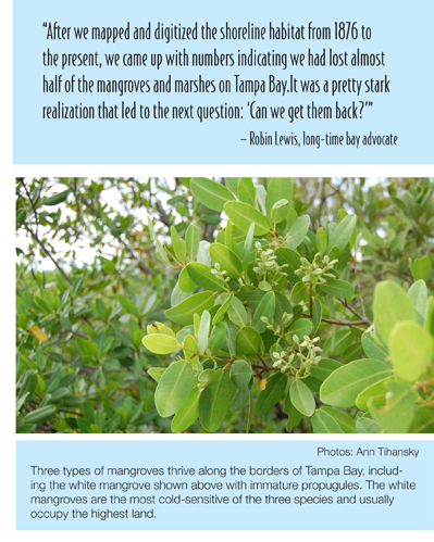 mangrove_1
