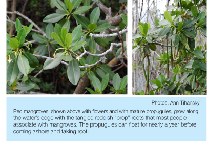 mangrove_2