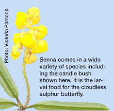 Senna comes in a wide variety of species including the candle bush shown here. It is the larval food for the cloudless sulphur butterfly. 