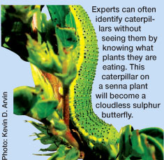 Experts can often identify caterpillars without seeing them by knowing what plants they are eating. This caterpillar on a senna plant will become a cloudless sulphur butterfly. 