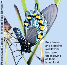 Polydamas and pipevine swallowtail both use the pipevine as their larval food.
