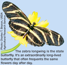  The zebra longwing is the state  butterflly. It's an extraordinarily long-lived butterfly that often frequents the same flowers day after day. 
