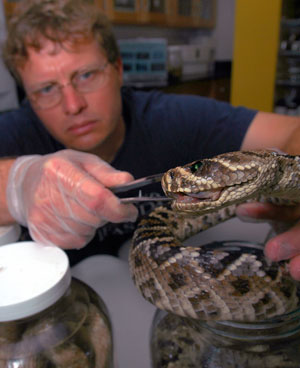 Plant City professor Steve Johnson holds snake near its head