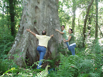 3 people attempt to chain-hug an enormous cypress tree trunk in the Upper Cotee River Preserve