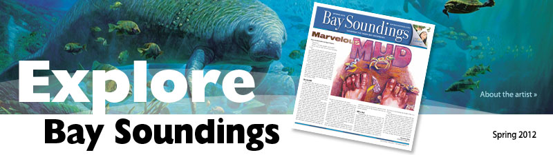 Manatees frolic painting by Christopher Still for Bay Soundings