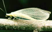 Goldeneyed lacewing