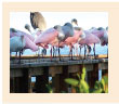 Roseate spoonbills are a common sight along the shoreline in Safety Harbor