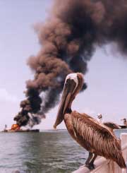 pelican and fire