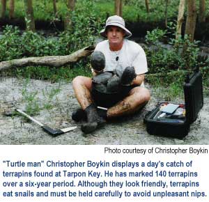 Christopher Boykin displays a day's catch of terrapins found at Tarpon Key. He has marked 140 terrapins over a six-year period. Although they look friendly, terrapins eat snails and must be held carefully to avoid unpleasant nips.