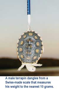 A male terrapin dangles from a Swiss-made scale that measures his weight to the nearest 10 grams.
