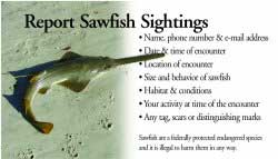 sawfish card