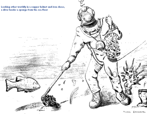 Looking other-worldly in a copper helmet and iron shoes, a diver hooks a sponge from the sea floor