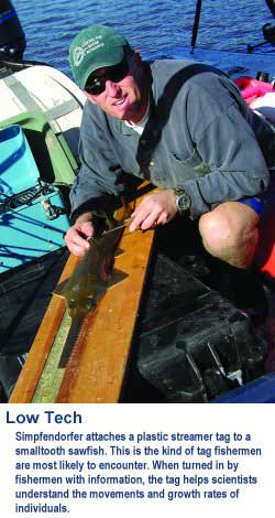 Simpfendorfer attaches a plastic streamer tag to a smalltooth sawfish. This is the kind of tag fishermen are most likely to encounter. When turned in by fishermen with information, the tag helps scientists understand the movements and growth rates of individuals.