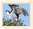 Osprey flaps his wings atop a tree on Mariposa Key