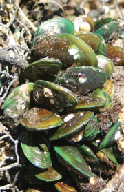 Asian green mussels