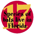 17 Species of bats live in Florida