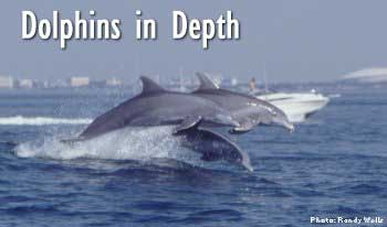 Dolphins in Depth