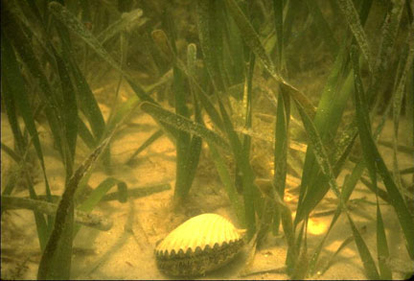 Underwater seagrass photograph taken in 1960 by Professor R.C. Phillips. ©R.C. Phillips 1960