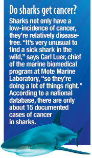 Do sharks get cancer