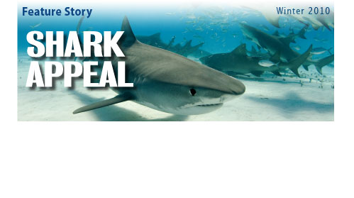 Bay Soundings Feature Story – Shark Appeal