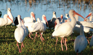 White ibis near pond