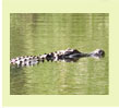 Alligator swims along the water