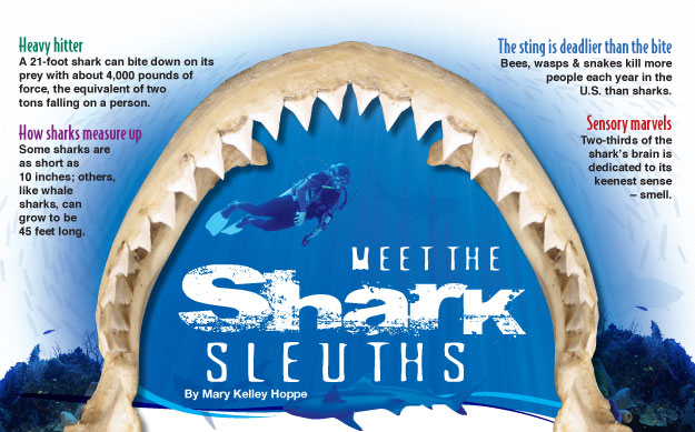 Meet the Shark Sleuths by Mary Kelley Hoppe