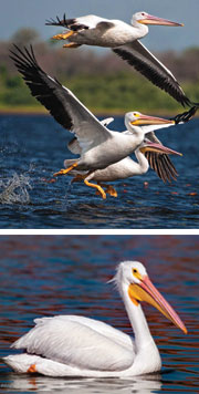 Pelican photo montage