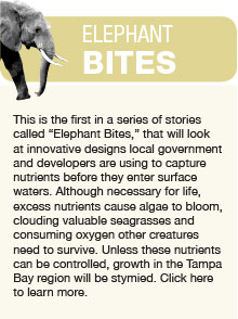  This is the first in a series of stories called “Elephant Bites,” that will look at innovative designs local government and developers are using to capture nutrients before they enter surface waters. Although necessary for life, excess nutrients cause algae to bloom, clouding valuable seagrasses and consuming oxygen other creatures need to survive. Unless these nutrients can be controlled, growth in the Tampa Bay region will be stymied. Click here to learn more.
