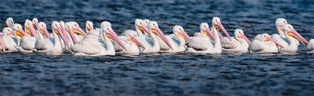 Photo of a flock of pelicans.