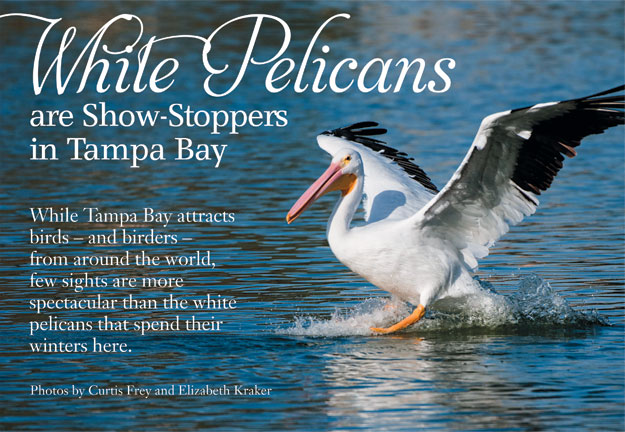 White Pelicans are showstoppers in Tampa Bay.