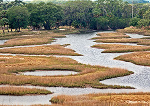 Ries was also involved in the “braided” tidal creek at Cockroach Bay which transformed an abandoned farm into a rich mosaic of habitats for fish and birds.Photo by Nanette O’Hara