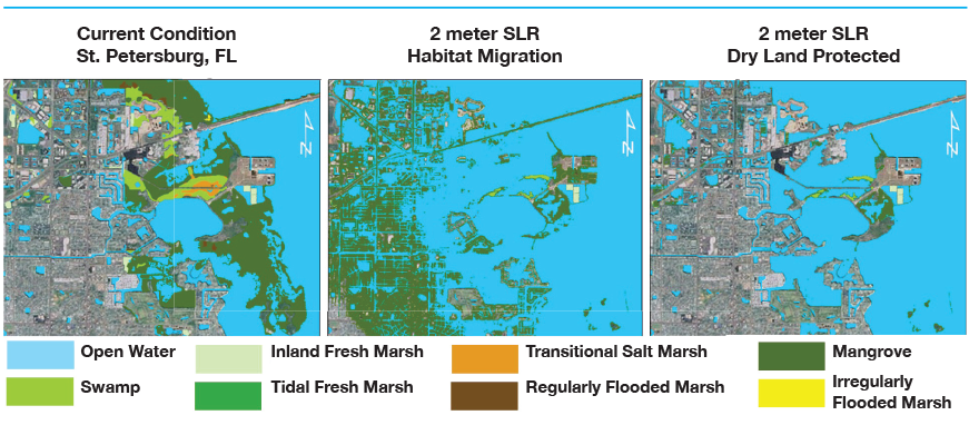Example GIS output of SLAMM model showing changes to coastal habitat coverage adjacent to St. Petersburg and Weedon Island given a 2.0m sea level rise by 2100 & two different land management strategies.