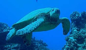 sea_turtle-usgs
