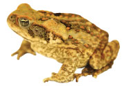 waging-cane-toads