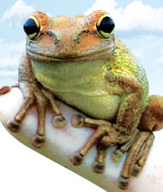waging-cubantree-frog