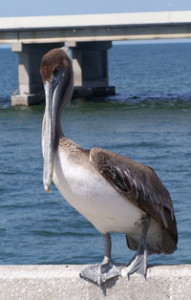 Photo Courtesy Audubon of Florida