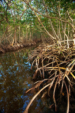 A healthy Tampa Bay supports nearly one in every five jobs in the region. Mangrove forests lining the bay provide habitat for many commercially important species, help remove contaminants from water before it enters the bay and protect man-made structures from flooding.