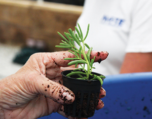 Photo courtesy of Mote Marine Laboratory Saltwort plant ready to be added to a raft in the greenhouse.