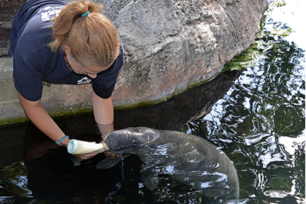 Photo by Tampa Lowry Park Zoo staff and volunteers. Rescued manatee babies demand constant care and feeding every three hours — or eight times a day ­­— until weaned.