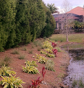 Plantings along stormwater ponds help capture nutrients at Lakewood Ranch where a separate initiative now underway focuses on teaching residents about how their lawns impact rivers and Tampa Bay.