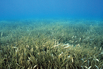 seagrass-image