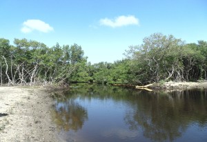 The newest sections of Rock Ponds will be planted on Nov. 14. Registration is required at www.tampabaywatch.org.